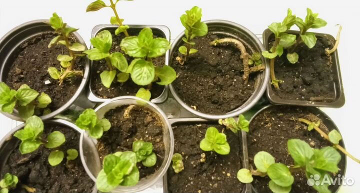 Мята марокканская рассада саженцы отростки