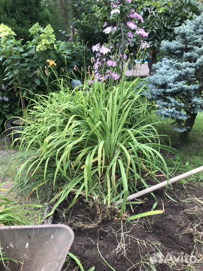 Лилейник очень большие кусты