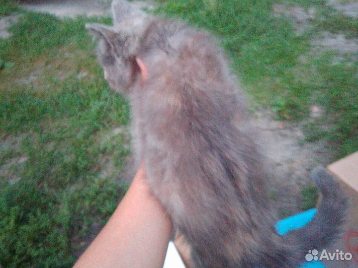 Котята