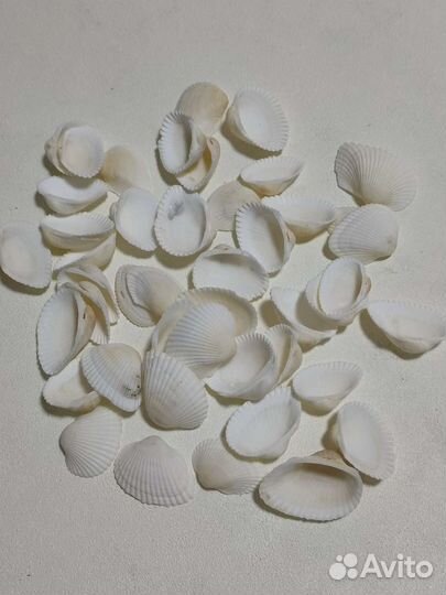 Ракушки / камни для поделок творчества