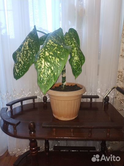 Продам цветы комнатные