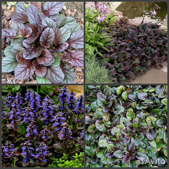 Почвопокровные растения для альпийской горки