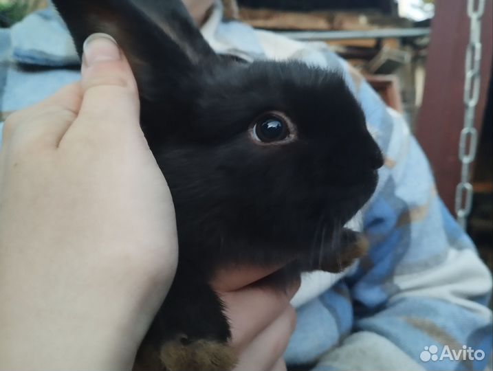 Крольчата мясные, для разведения