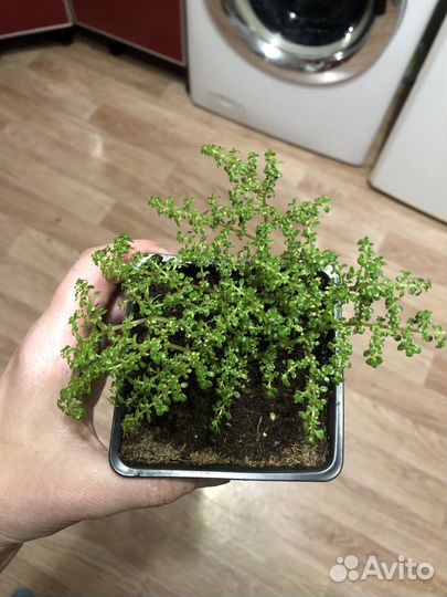 Пилея мелколистная