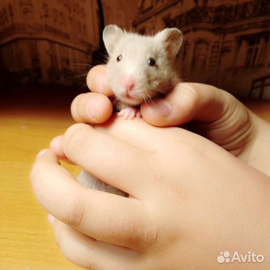 Сирийский хомяк