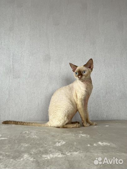 Девон-рекс вязка