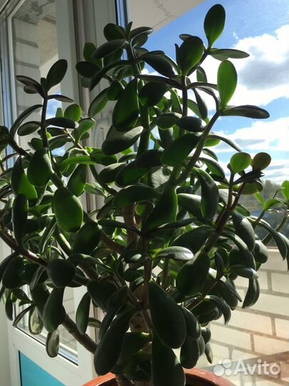 Толстянка(денежное дерево)