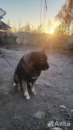 Кавказская овчарка