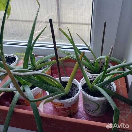 Замиокулькас