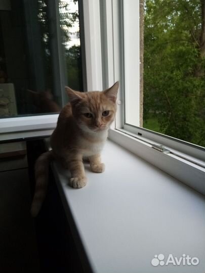 Отдам котёнка. Мальчик. 2,5 месяца