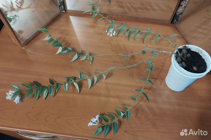 Алоэ, хойя Белла, хлорофитум