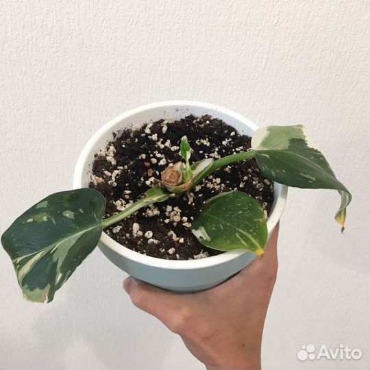 Филодендрон Вайт Визард