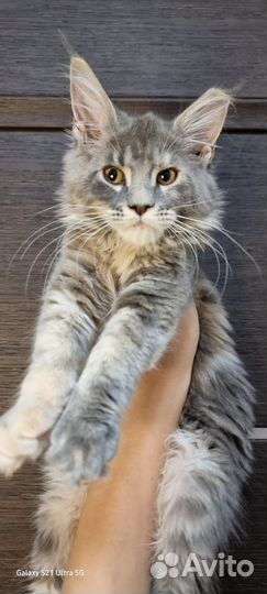Котята мейн-кун девочки