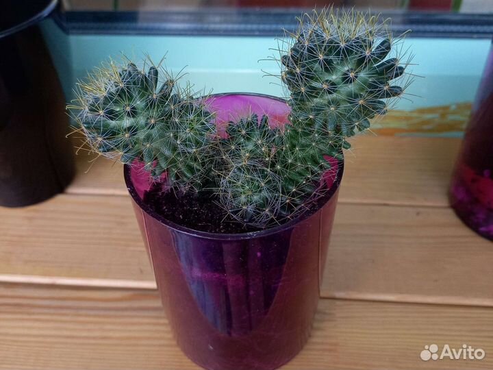 Кактус и Бенджамина