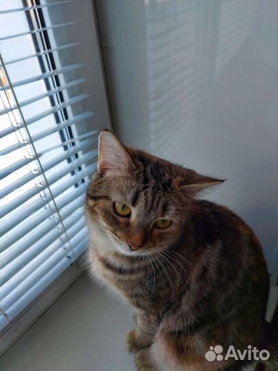 Кошки породистые бесплатно