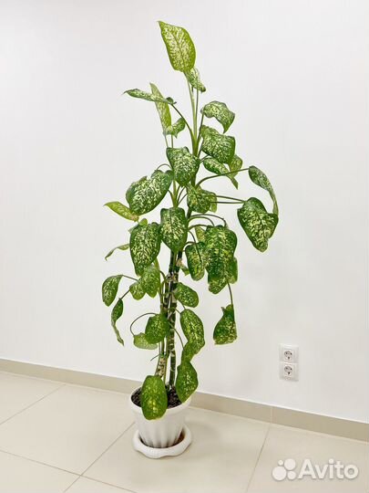 Диффенбахия