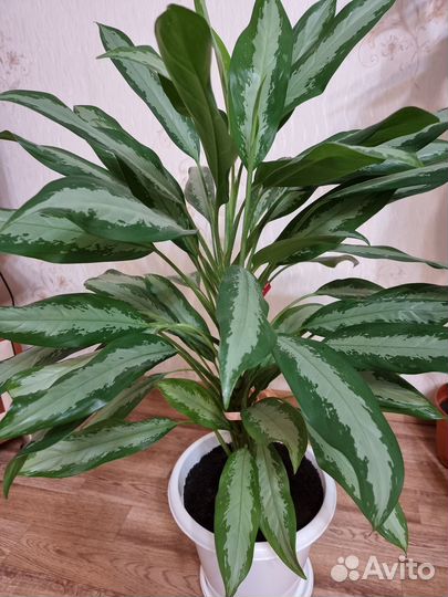 Комнатный цветок Аглаонема