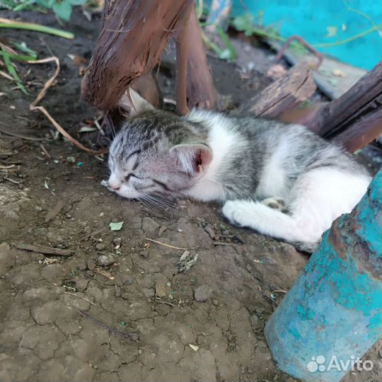 Отдам в добрые руки