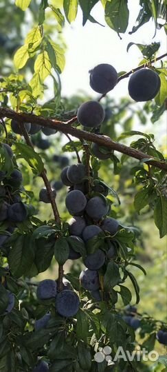 Слива анжелина