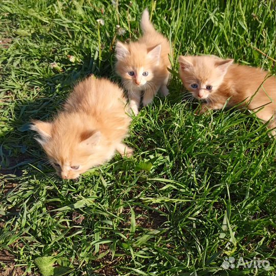 Рыжие котята