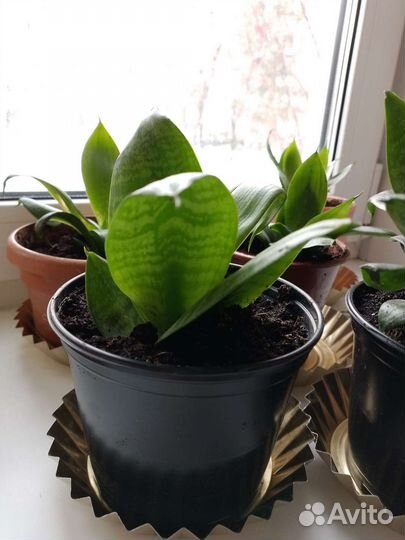 Сансевьера Хана