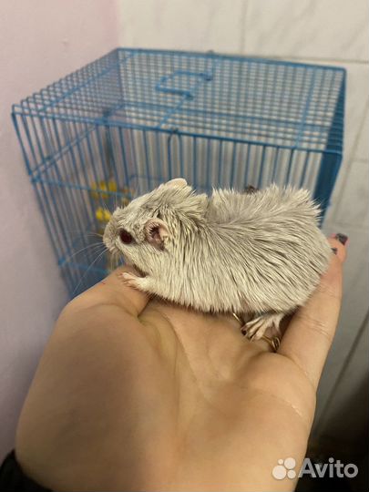 Мышь песчанка с клеткой