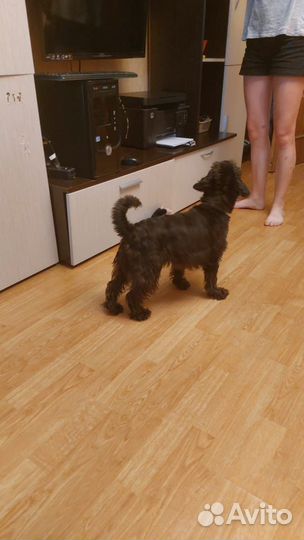 Передержка животных