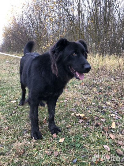 Собака компаньон в добрые руки