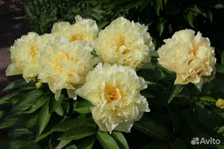 Пион Санни Герл (Sunny Girl)