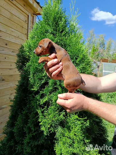 Цвергпинчер щенки с документами