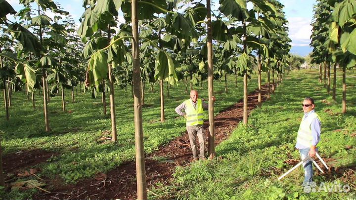 Ищу инвестора-Лес