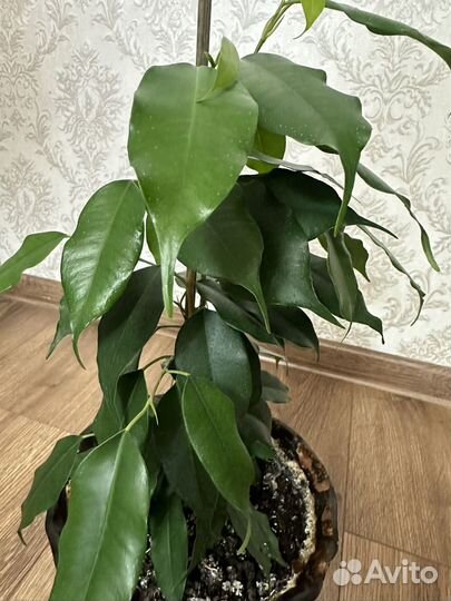 Фикус