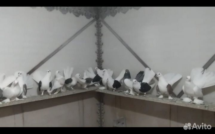 Голуби статные
