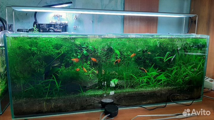 Прополка аквариумных растений