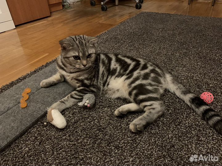 Шотландский кот на вязку