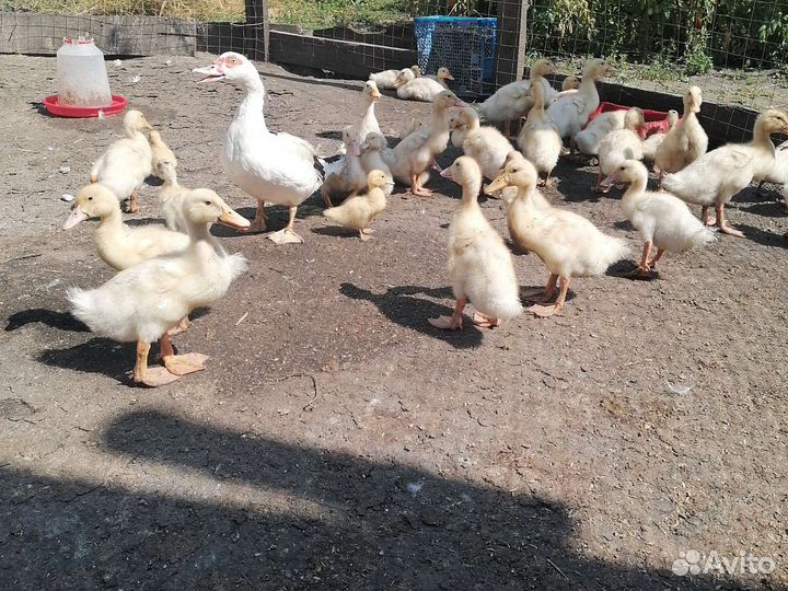 Утята муларды