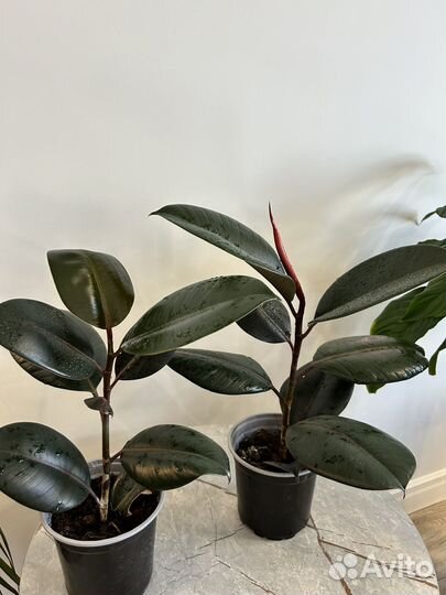 Фикус замиокулькас драцена