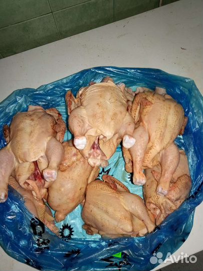 Мясо домашней птицы