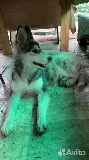 Хаски в добрые руки