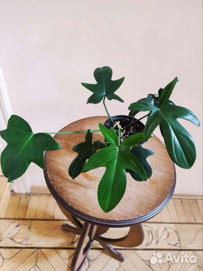 Филодендрон дольчатый