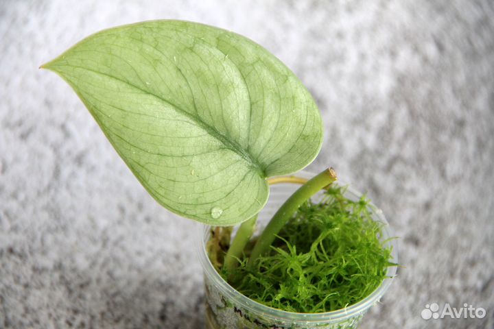 Сциндапсусы сортовые