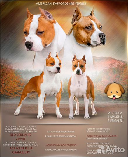 Американский стаффордширский терьер