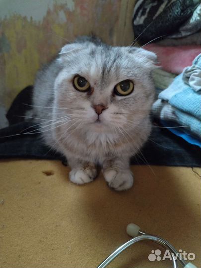 Кошка бесплатно