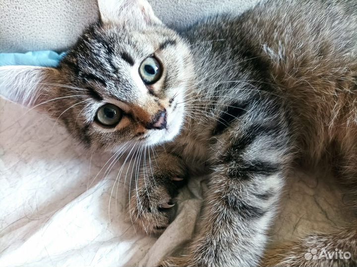 Котенок в добрые руки