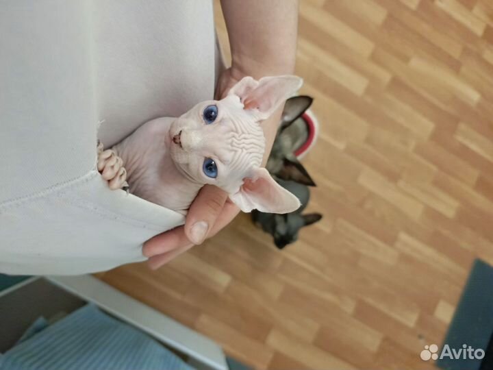Канадский сфинкс котенок