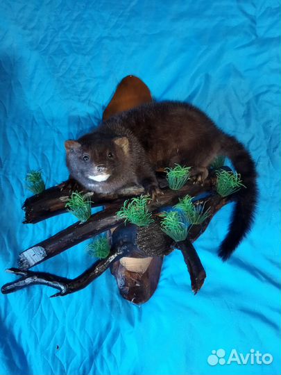 Чучело норки