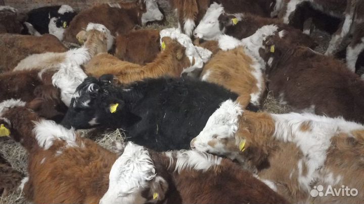 Бычки, телки