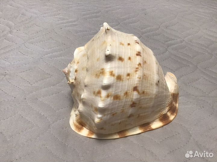 Морская раковина