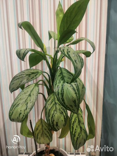 Аглаонема сильвер бей