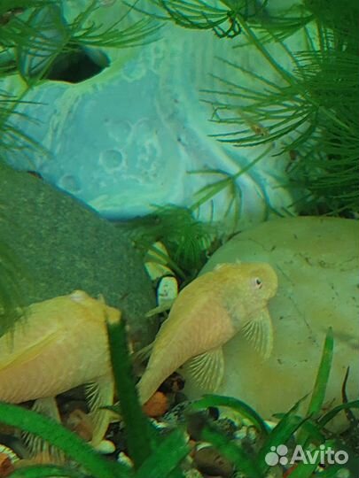 Сом анцитрус